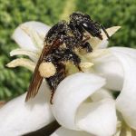 Abelhas sem ferrão podem elevar em até 67% a produção de café arábica