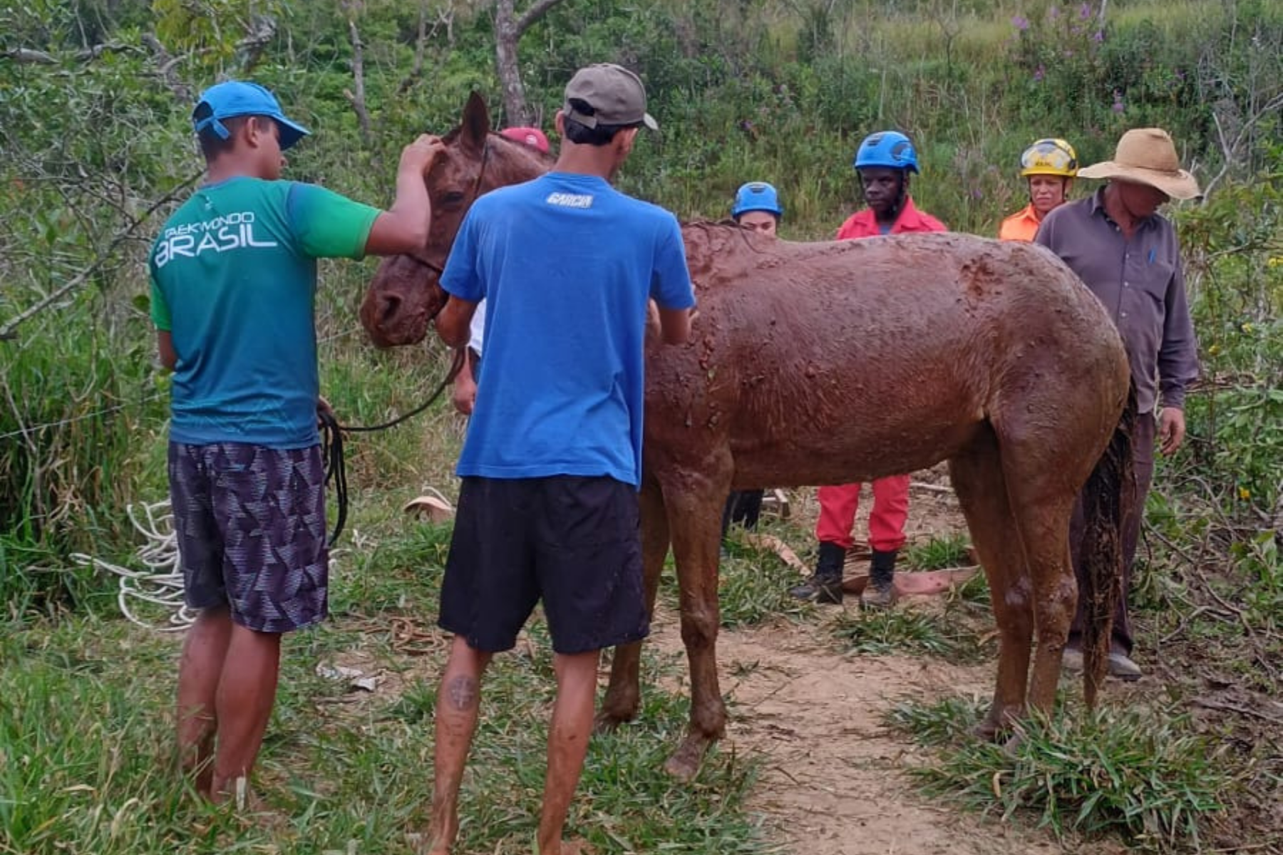 Égua prenha é resgatada em vertedouro de lagoa abandonada em Carandaí (MG)