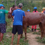 Égua prenha é resgatada em vertedouro de lagoa abandonada em Carandaí (MG)