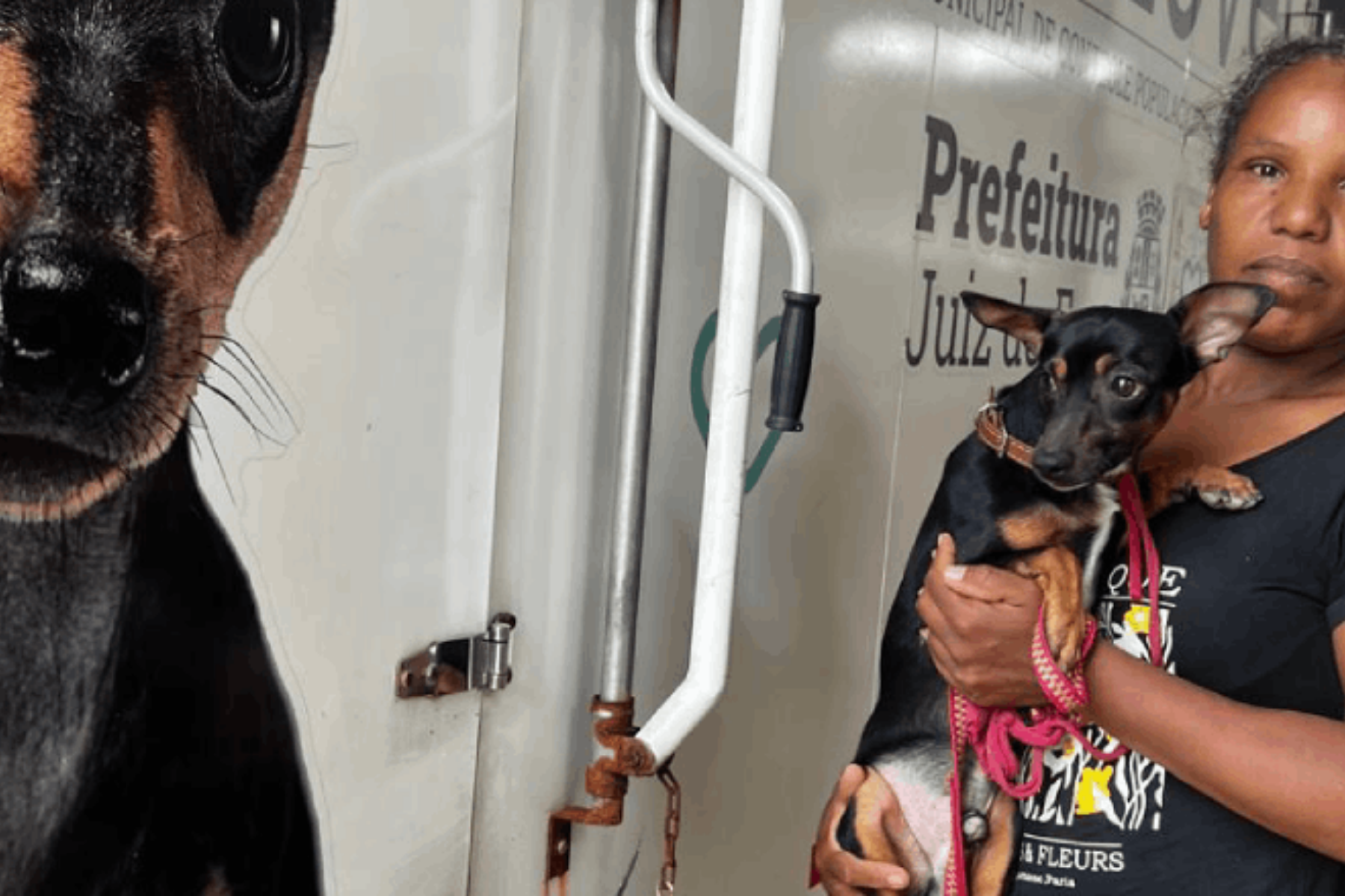 Mais de 800 castrações de animais foram realizadas em Juiz de Fora