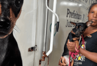 Mais de 800 castrações de animais foram realizadas em Juiz de Fora