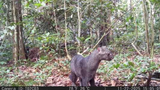 Também conhecido como gato-mourisco, o animal é encontrado em todos os biomas, mas tem baixa densidade populacional