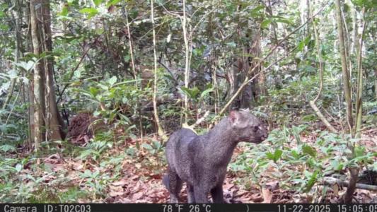 Também conhecido como gato-mourisco, o animal é encontrado em todos os biomas, mas tem baixa densidade populacional