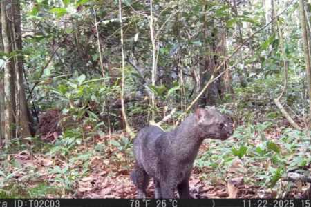 Jaguarundi, espécie rara que pode entrar em extinção, emite até 13 ruídos diferentes