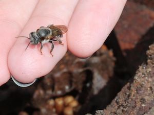 Estudo alerta para risco dos agrotóxicos às abelhas no Brasil