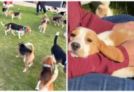 Ativistas nos EUA resgatam 1,5 mil cães da raça beagles usados para testes