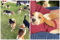 Ativistas nos EUA resgatam 1,5 mil cães da raça beagles usados para testes