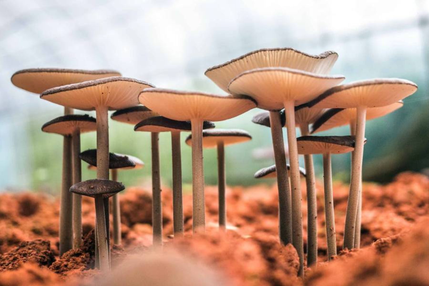Medicamento natural demonstra ser eficaz no tratamento da dependência de cocaína