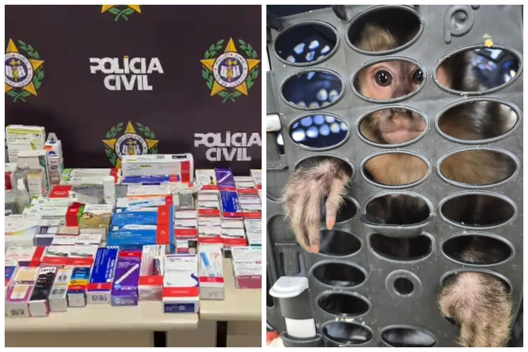 Homem suspeito de roubar canetas emagrecedoras é preso com macaco-prego no RJ