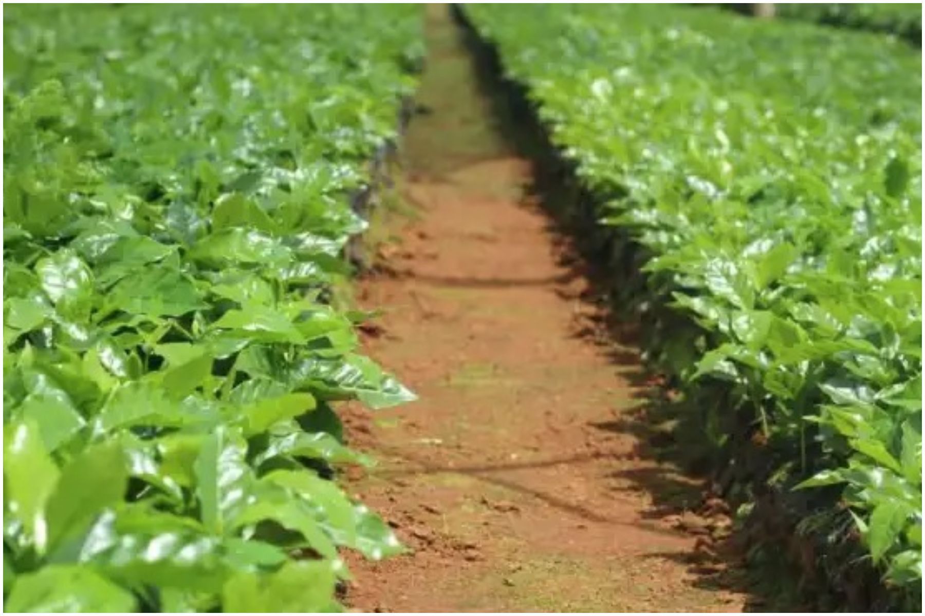 Tecnologia impulsiona produção de cultivares no Brasil