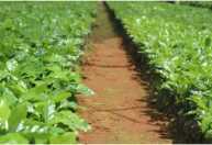 Tecnologia impulsiona produção de cultivares no Brasil