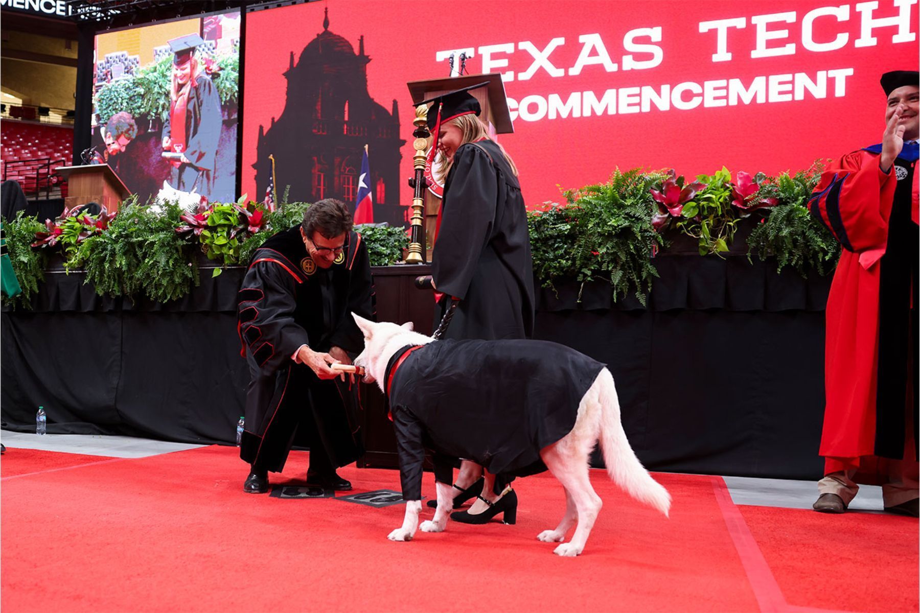 Cão de serviço recebe 'diploma' durante formatura universitária nos EUA
