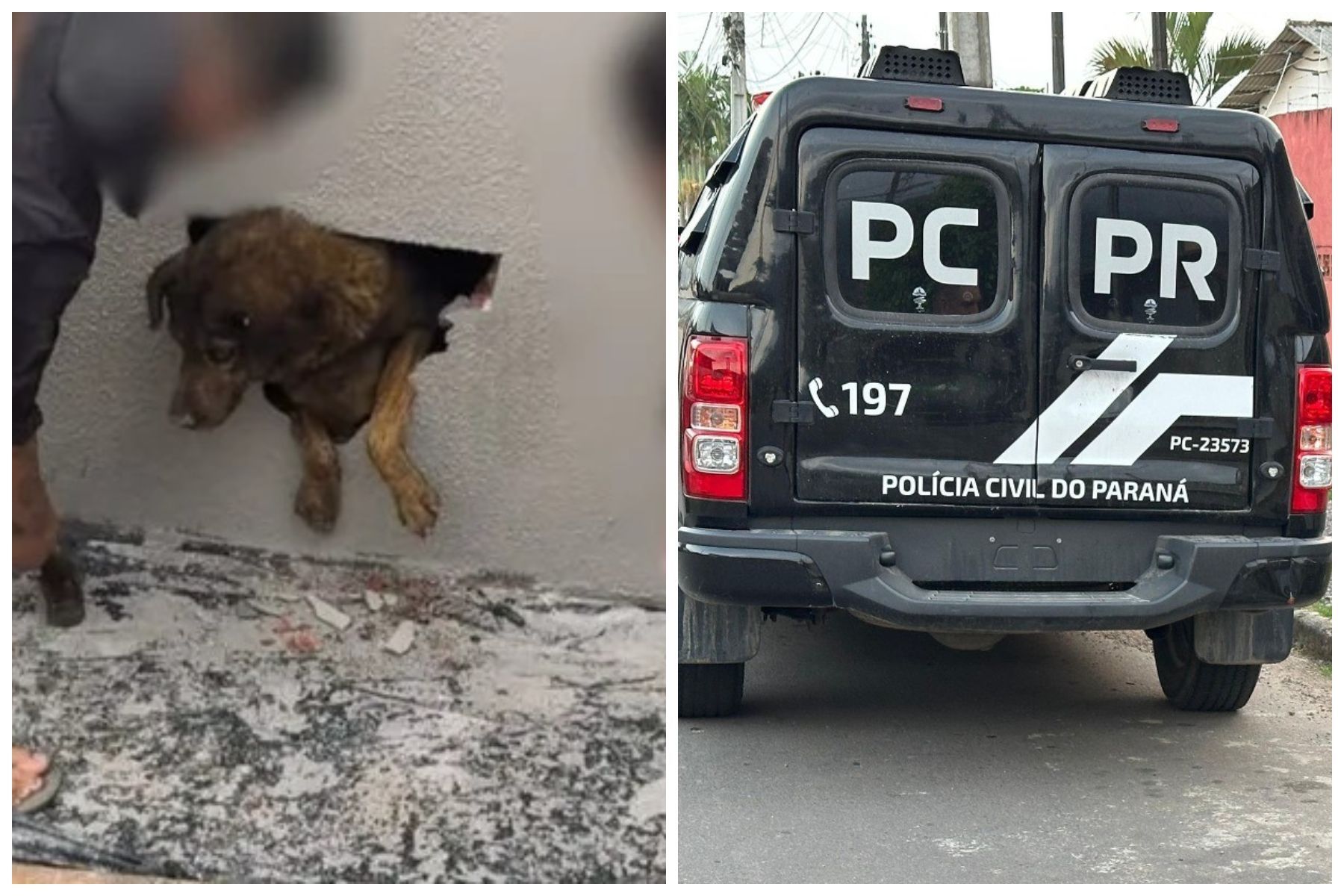 Cadela é encontrada presa em parede concretada no interior do Paraná
