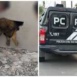 Cadela é encontrada presa em parede concretada no interior do Paraná