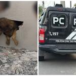 Cadela é encontrada presa em parede concretada no interior do Paraná