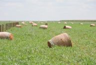 Pesquisador orienta estratégias alimentares para gado na seca