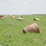 Pesquisador orienta estratégias alimentares para gado na seca