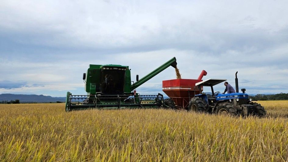 Colheita do arroz no RS alcança 98,68% da área cultivada