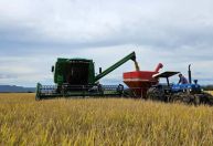 Colheita do arroz no Rio Grande do Sul supera 96% da área cultivada
