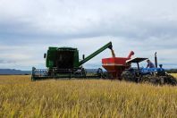 Colheita do arroz no Rio Grande do Sul supera 96% da área cultivada