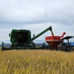 Colheita do arroz no Rio Grande do Sul supera 96% da área cultivada