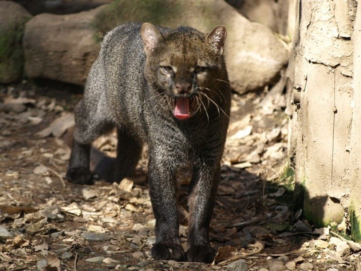 O que é um jaguarundi? Espécie rara foi vista em parque do Pará pela 1ª vez