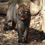 O que é um jaguarundi? Espécie rara foi vista em parque do Pará pela 1ª vez