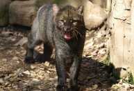 O que é um jaguarundi? Espécie rara foi vista em parque do Pará pela 1ª vez