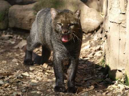 Exemplar de jaguarundi no zoológico da Tchéquia