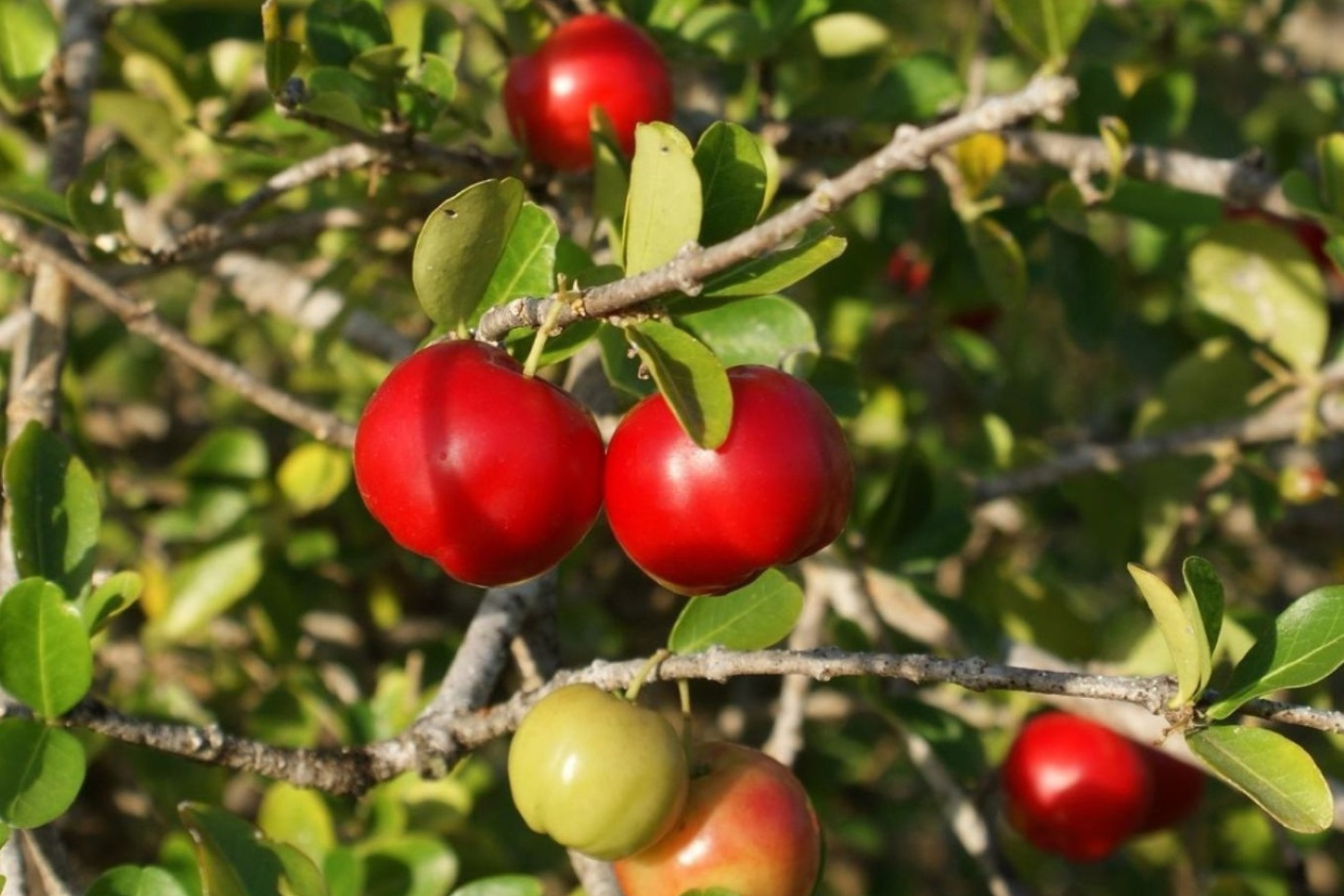 Cartilha orienta produtores sobre cultivo irrigado de acerola
