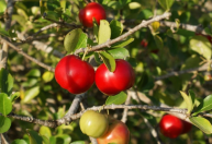 Cartilha orienta produtores sobre cultivo irrigado de acerola