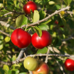 Cartilha orienta produtores sobre cultivo irrigado de acerola