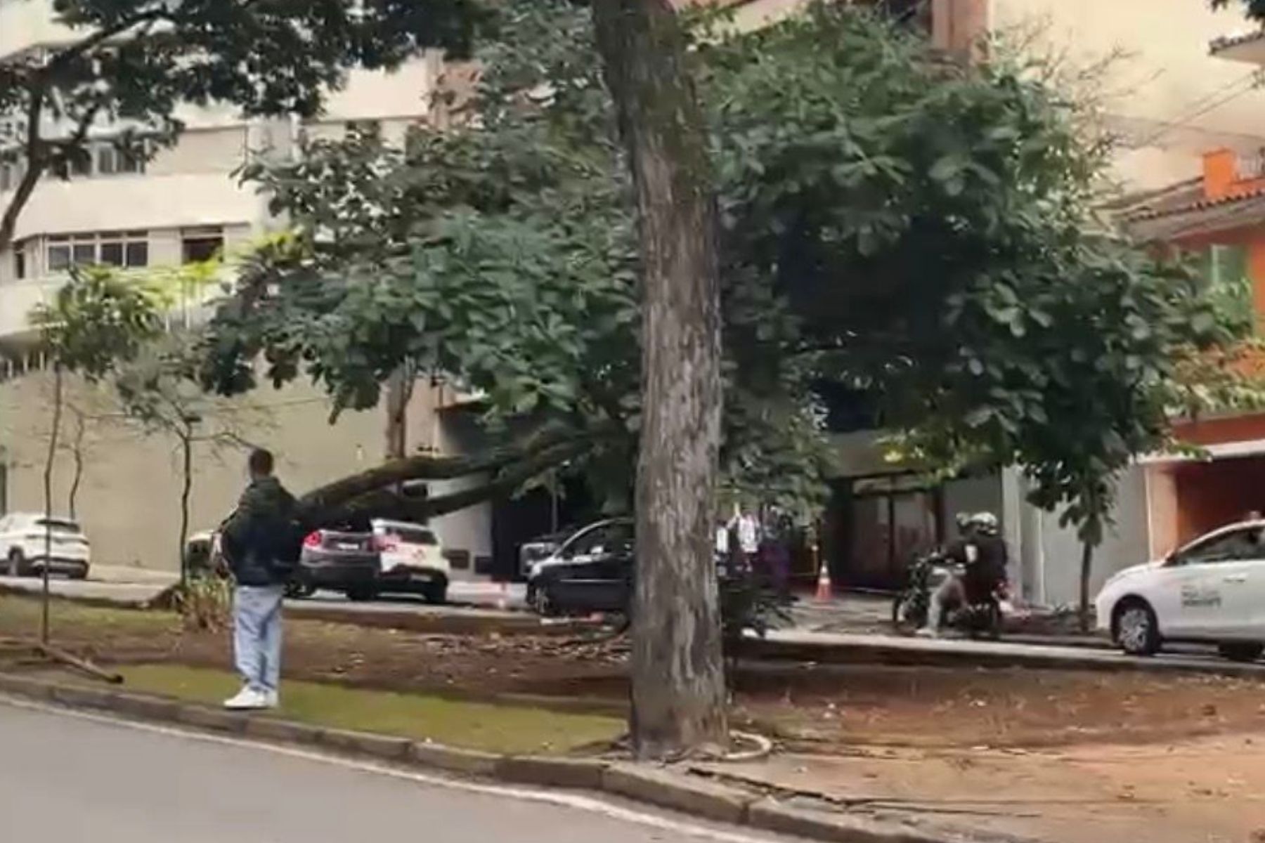 Árvore de grande porte cai em avenida de BH