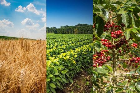 El Niño de volta em 2026: veja as culturas mais ameaçadas e como adaptar o plantio