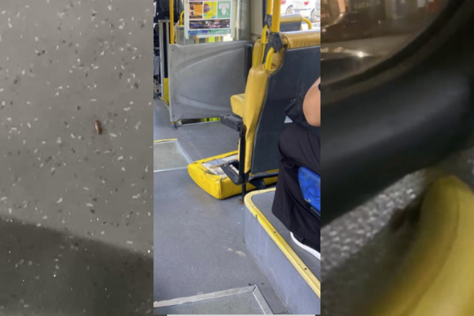 Passageiros denunciam ônibus com baratas e bancos quebrados no Centro de BH; veja vídeo