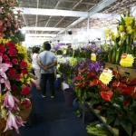 Dia das Mães: buquê pode chegar a R$ 578 e rodízio tem variação de até 300% em BH