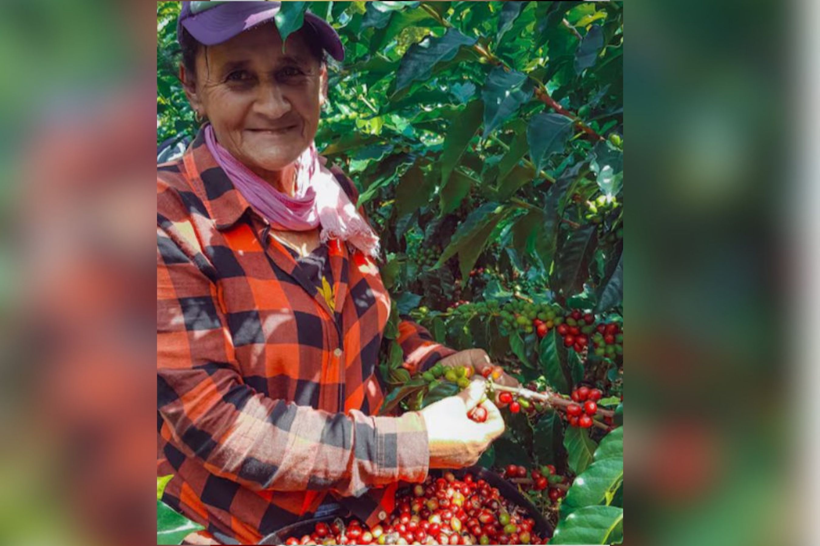 R$ 20 mil por mês pode ser o salário de um colhedor de café