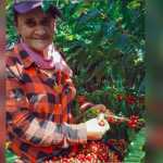 R$ 20 mil por mês pode ser o salário de um colhedor de café