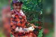 R$ 20 mil por mês pode ser o salário de um colhedor de café