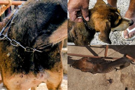 CACHORRO VITIMA MAUS TRATOS UBERLANDIA