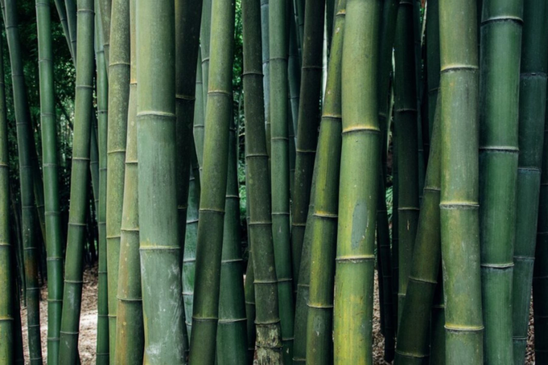 Provérbio japonês do dia: “O bambu que sobrevive ao vento não é o mais duro da floresta”