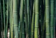 Provérbio japonês do dia: “O bambu que sobrevive ao vento não é o mais duro da floresta”