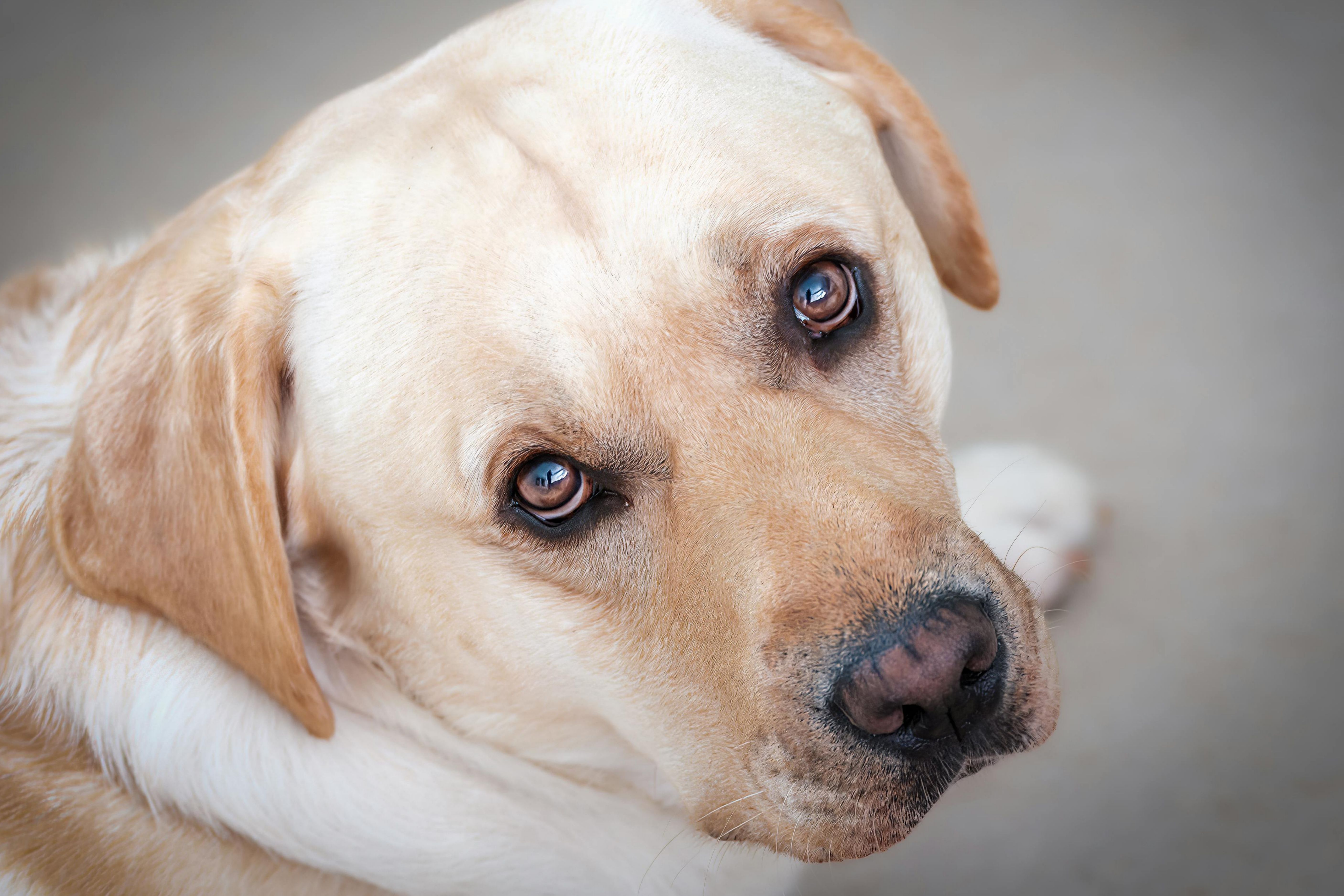 Mulher fica ferida após ser baleada por um cachorro em um posto de gasolina nos EUA