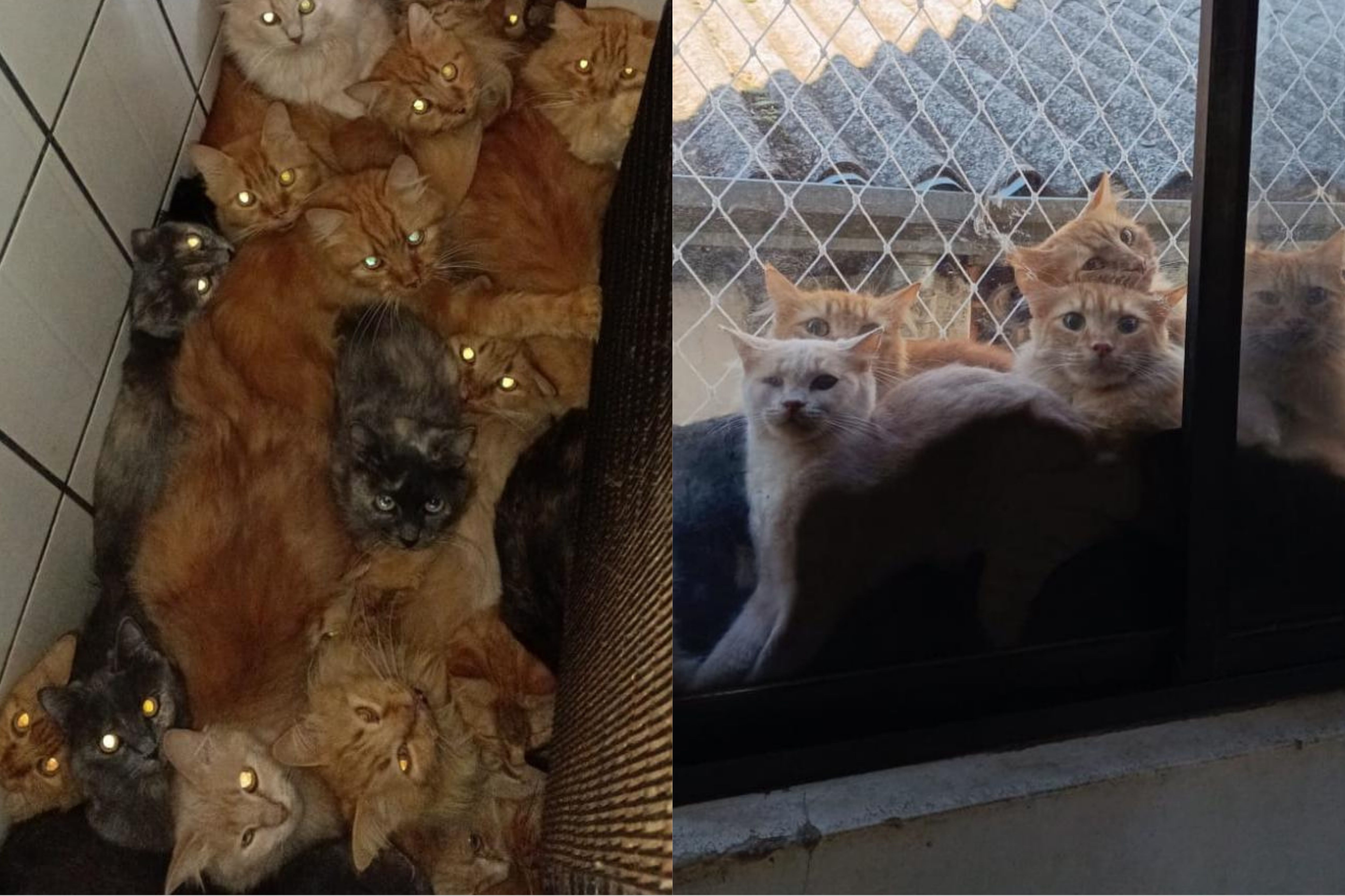 Mais de 400 gatos são encontrados vivendo dentro de apartamento no interior de SC
