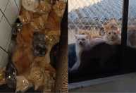 Mais de 400 gatos são encontrados vivendo dentro de apartamento no interior de SC