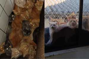 Mais de 400 gatos são encontrados vivendo dentro de apartamento no interior de SC