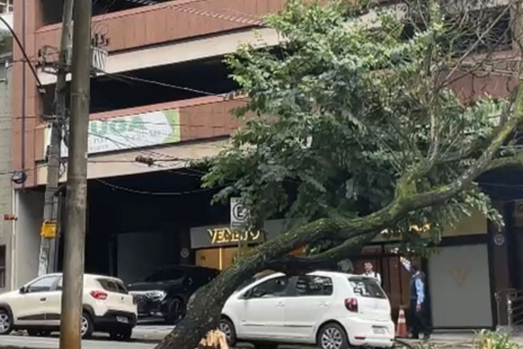 Imóveis ficam sem luz por causa de queda de árvore em avenida de BH