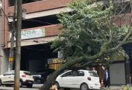 Imóveis ficam sem luz por causa de queda de árvore em avenida de BH
