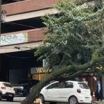 Imóveis ficam sem luz por causa de queda de árvore em avenida de BH
