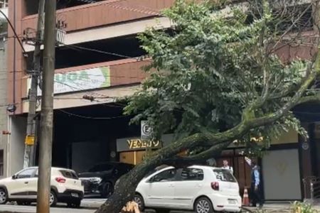 Imóveis ficam sem luz por causa de queda de árvore em avenida de BH